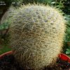 Mammillaria _muehlenpfordtii _a1